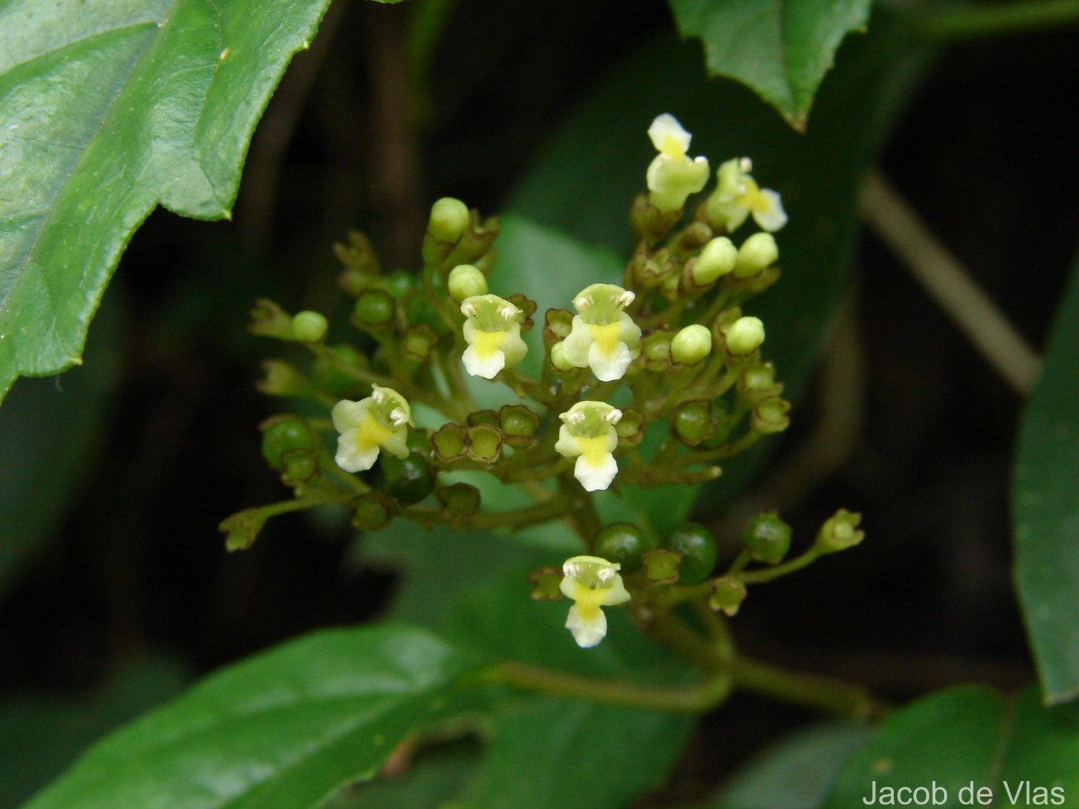 Premna procumbens Moon